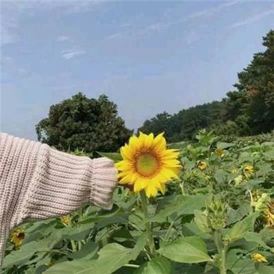 放开那战姬手游日服下载